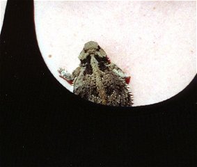 Horny toad