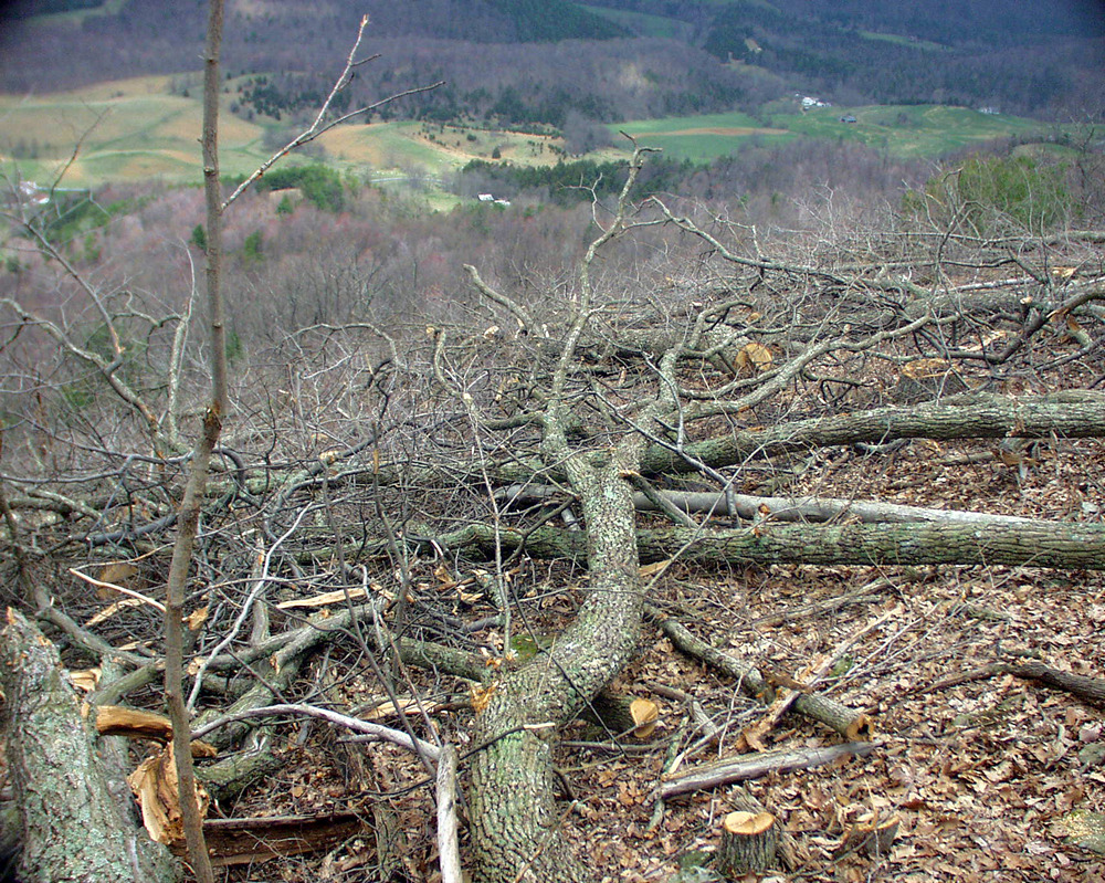 trees down